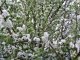 kliknij, aby powiększyć