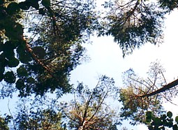 kliknij, aby powiększyć